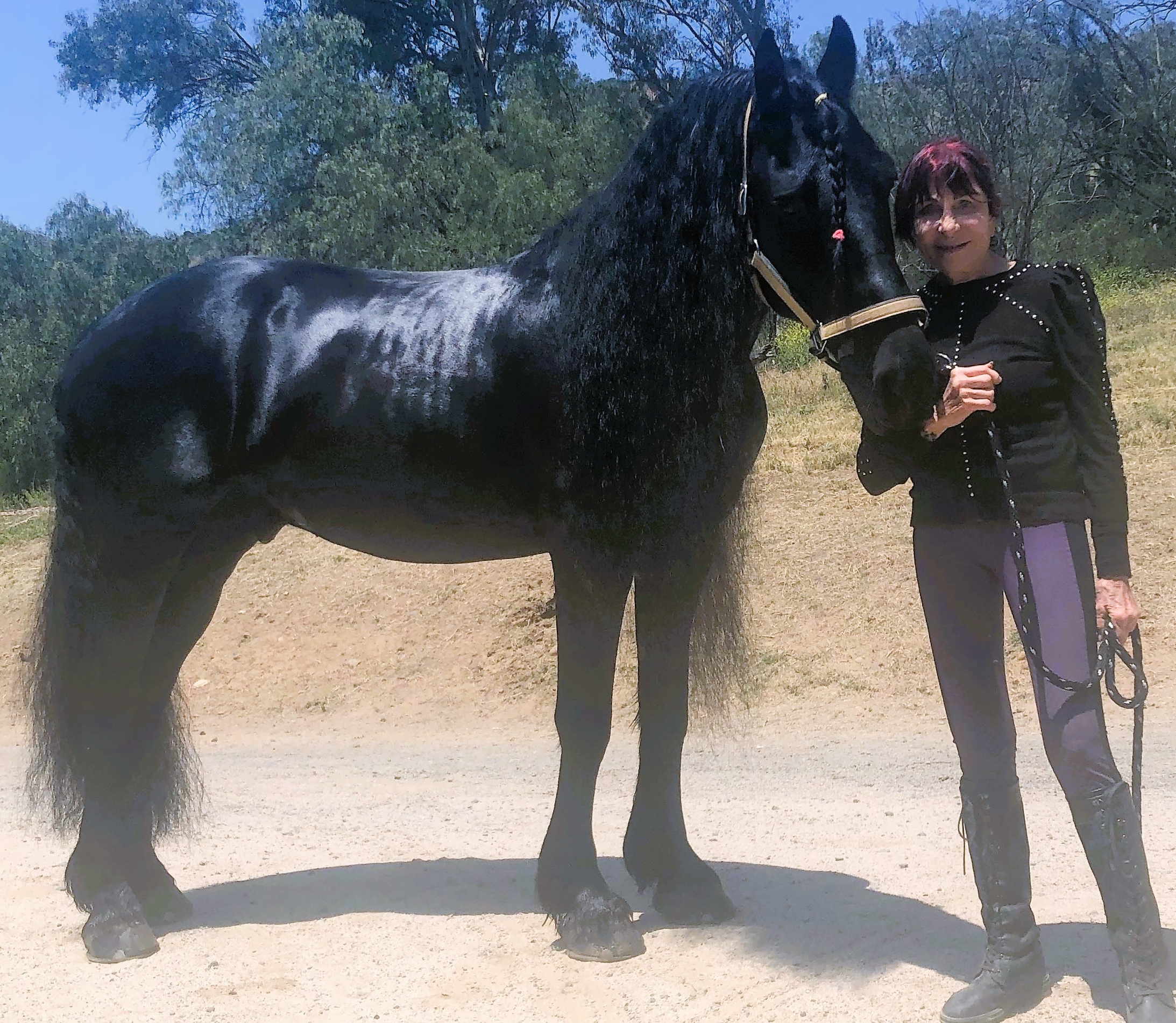 Friesian JORT O. STER & SPORT - Sold